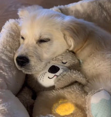 Free Fast US Shipping Today | Cute Breathing Bear
