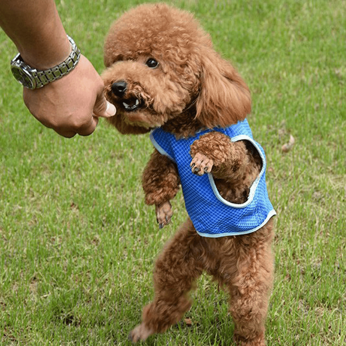 Summer Cooling Jacket Coat Vest T-Shirt Clothes Clothing for Dog Cat Puppy Pet Vest MRSLM