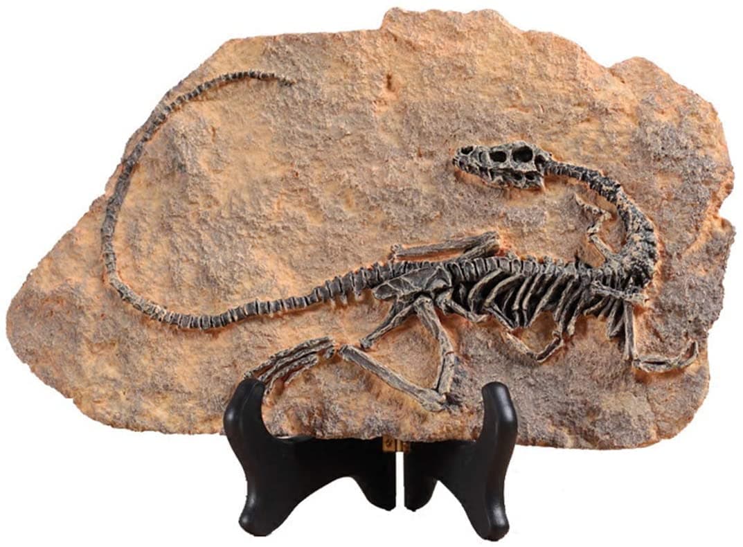 Resin Dinosaur Fossil Statue feajoy